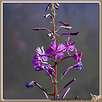 Epilobes